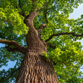 Chêne pédonculé - Quercus robur - Willemse