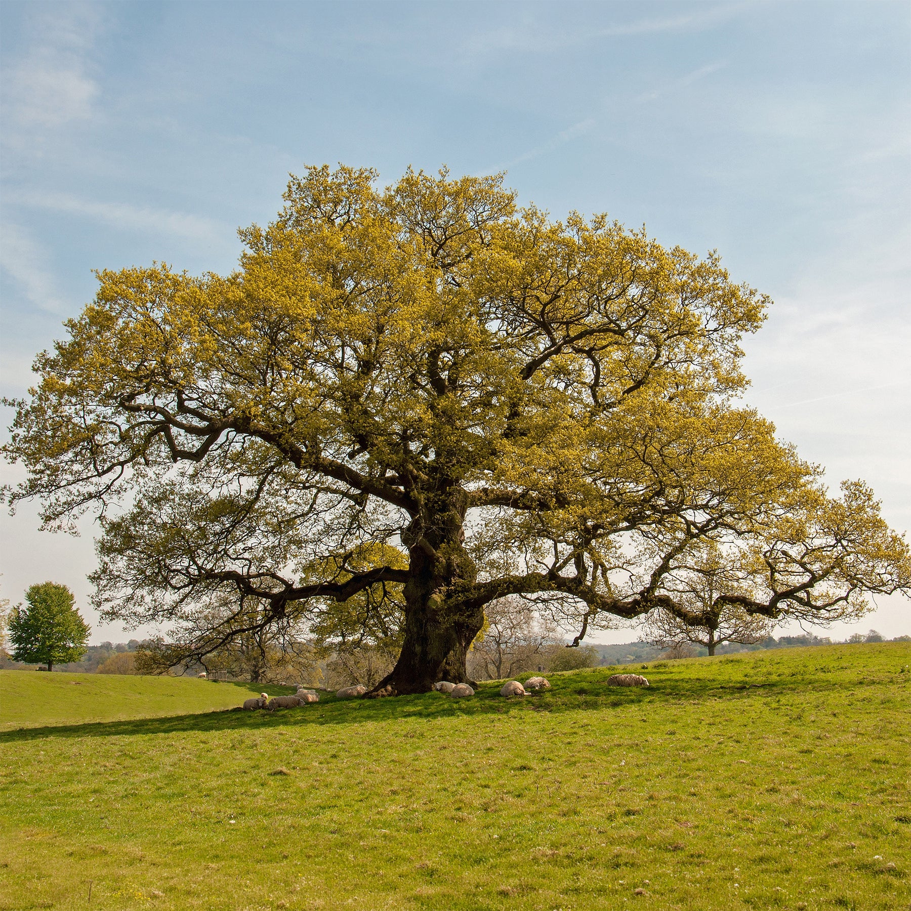 Quercus robur - Chêne pédonculé - Chêne