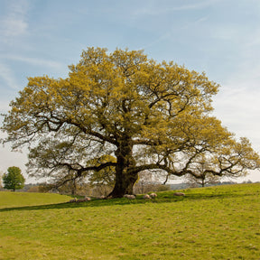 Quercus robur - Chêne pédonculé - Chêne