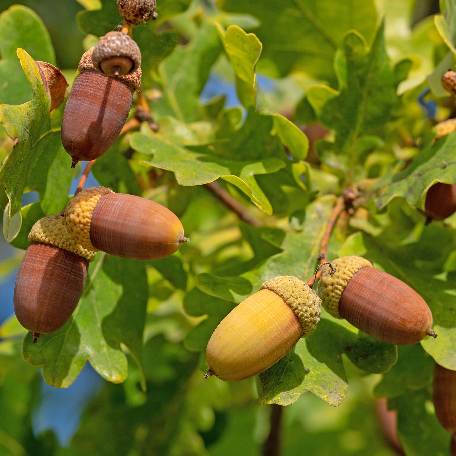 Chêne - Chêne pédonculé - Quercus robur