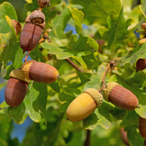 Chêne - Chêne pédonculé - Quercus robur