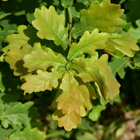 Vente Chêne pédonculé - Quercus robur