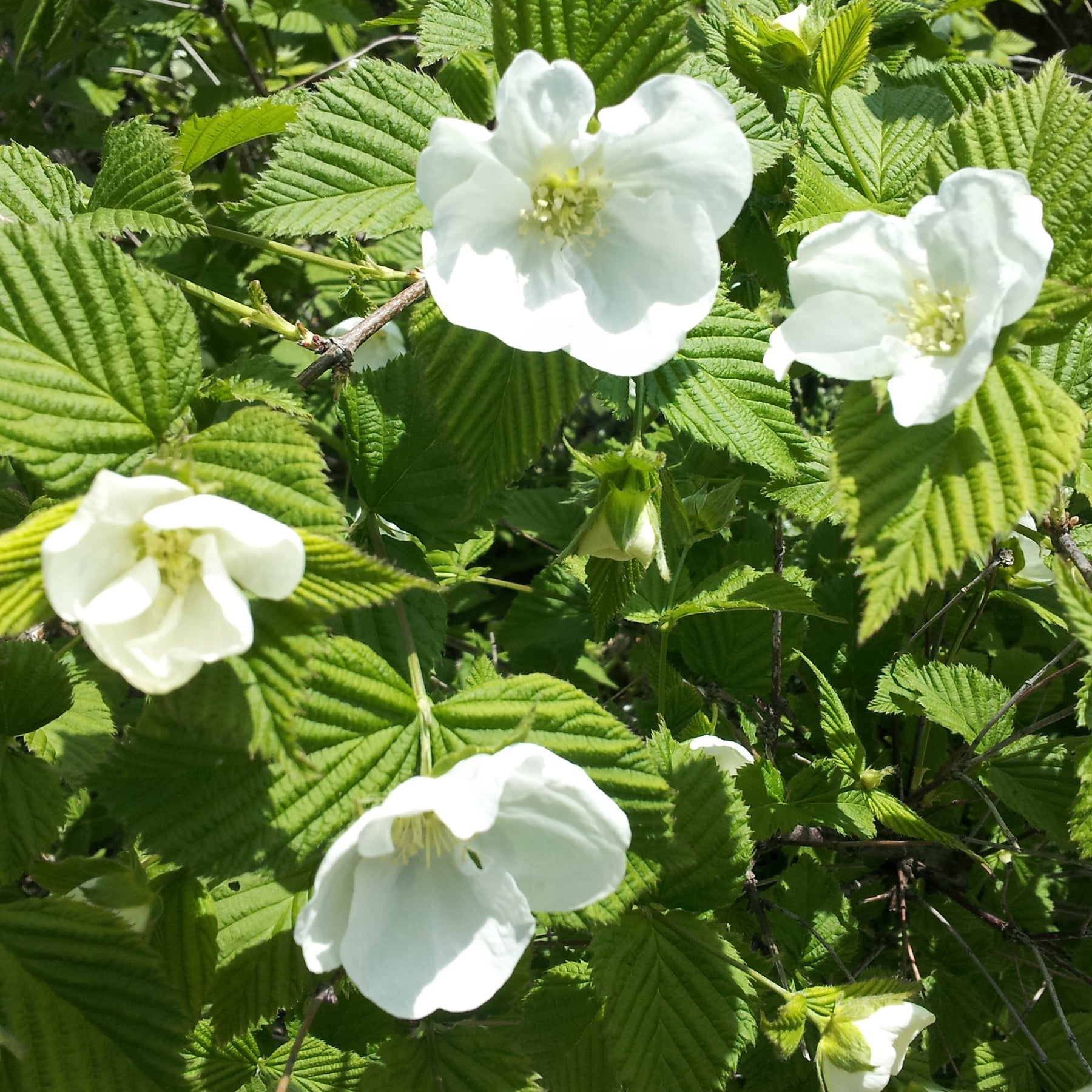 Rhodotypos - Rhodotypos scandens - Willemse