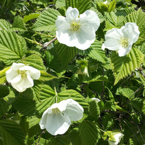 Rhodotypos - Rhodotypos scandens - Willemse