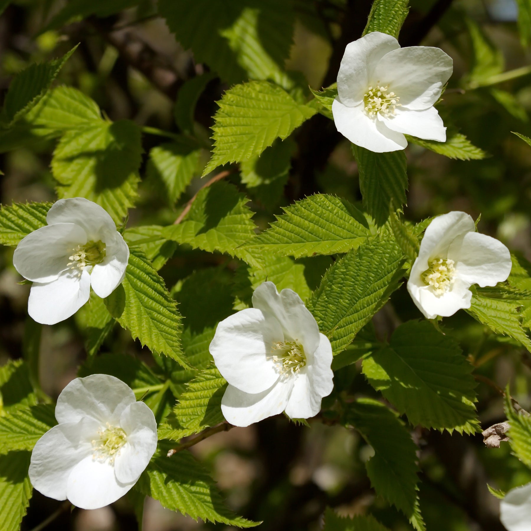 Arbustes à fleurs - Rhodotypos - Rhodotypos scandens