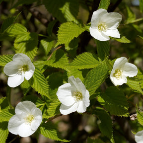 Arbustes à fleurs - Rhodotypos - Rhodotypos scandens