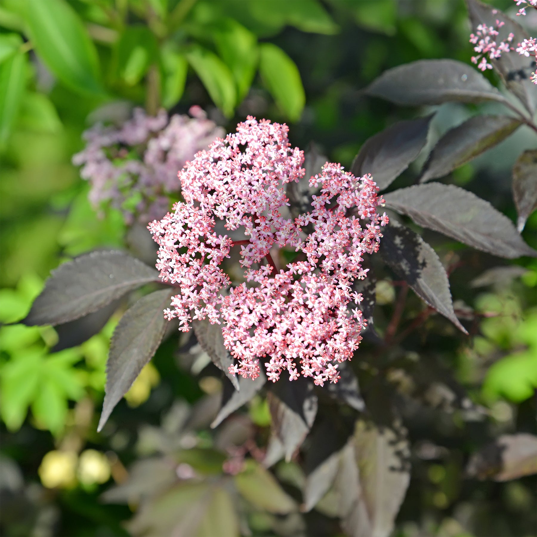Sureau noir Black Beauty - Sambucus nigra Black Beauty - Willemse