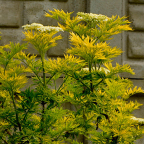 Sambucus nigra Golden Tower - Sureau noir Golden Tower - Sureau