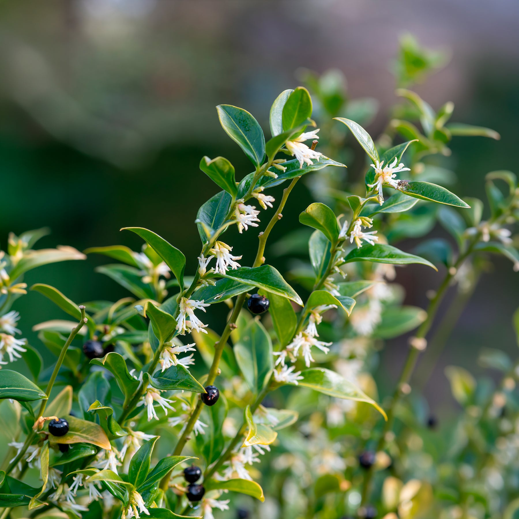 Arbustes à feuillage persistant - Sarcocoque - Sarcococca confusa