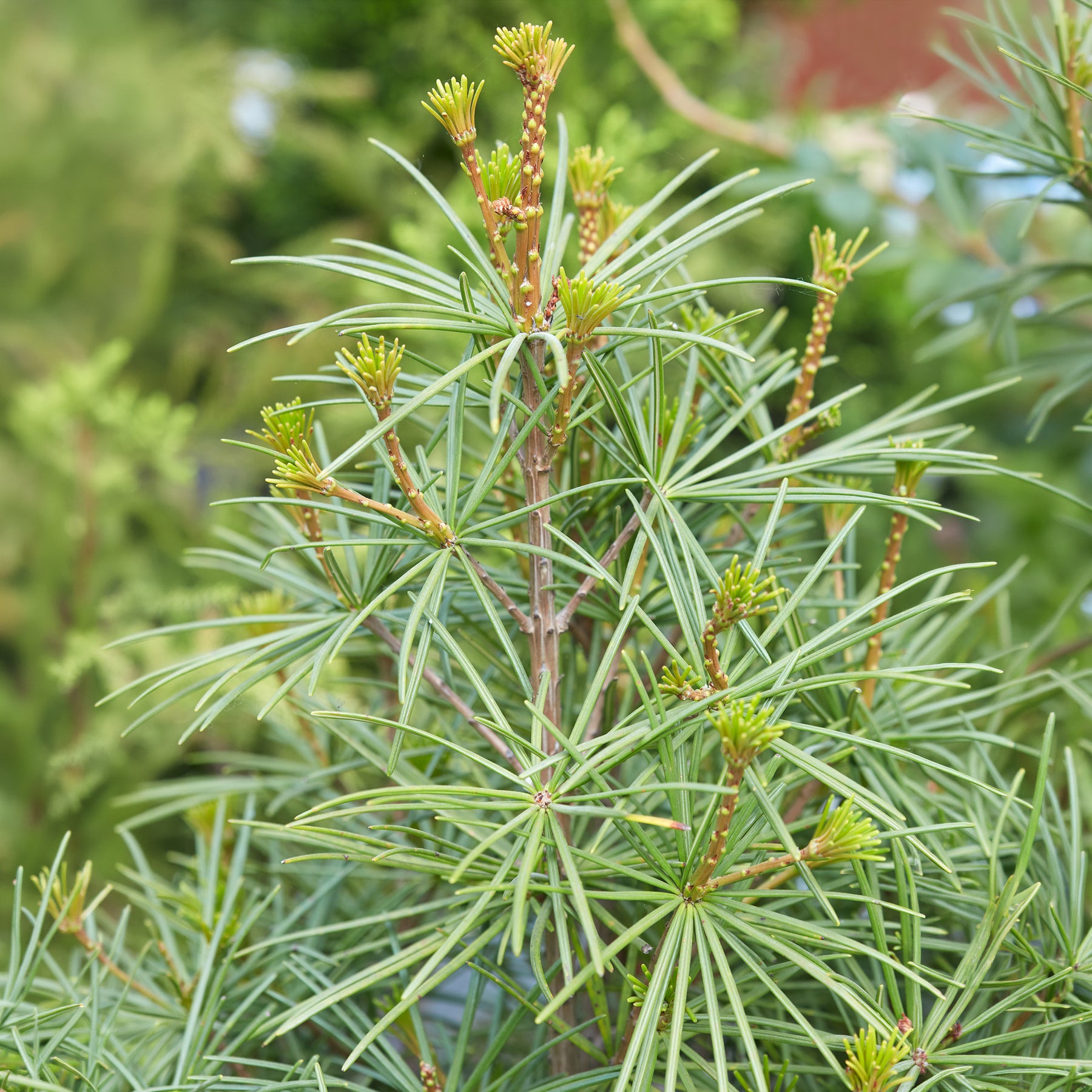 Pin parasol du Japon - Sciadopitys verticillata - Willemse