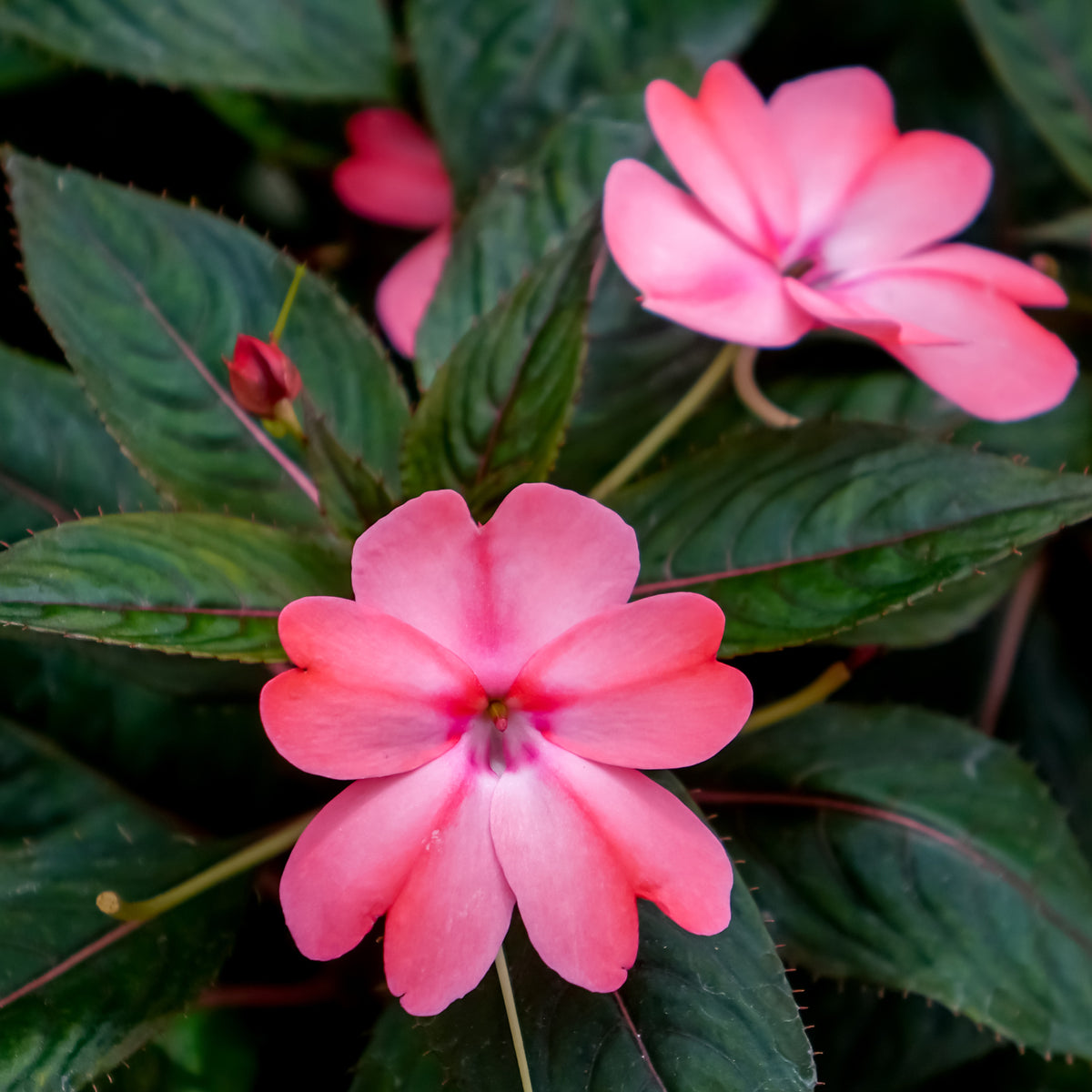 Impatiens de Nouvelle Guinée - Willemse