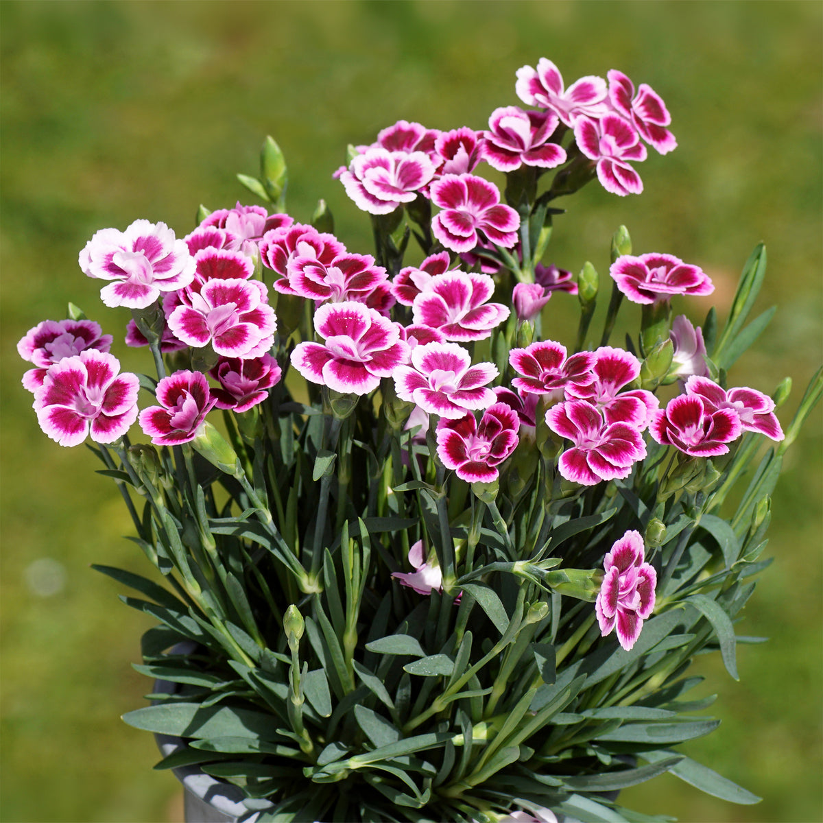 Oeillet Pink Kisses - Dianthus caryophyllus - Willemse