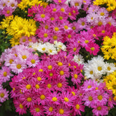 Chrysanthème multifleur carnaval - Willemse