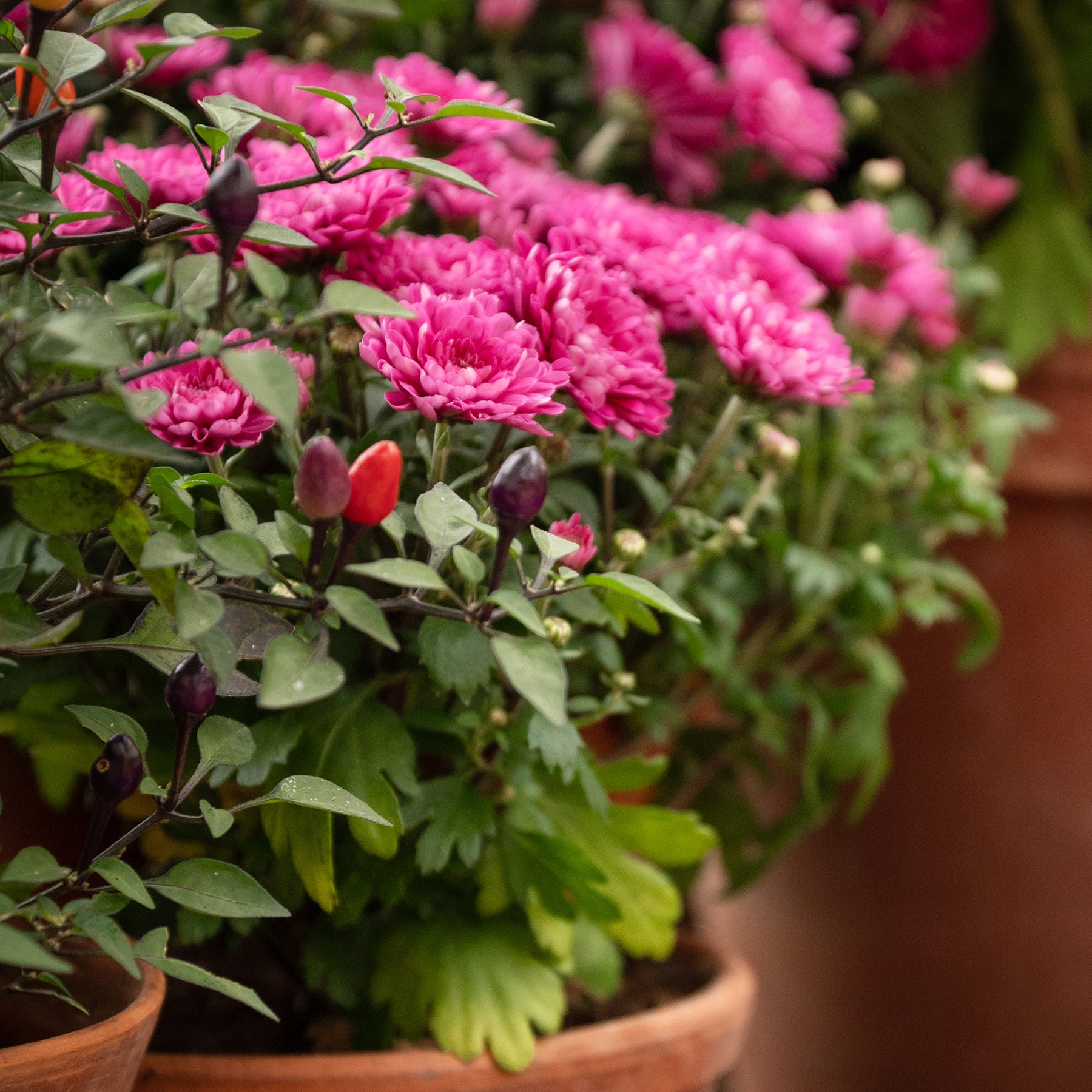 Chrysanthème fuchsia - Willemse