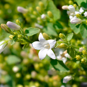 Campanule - Campanule portens blanc - Campanula portenschlagiana
