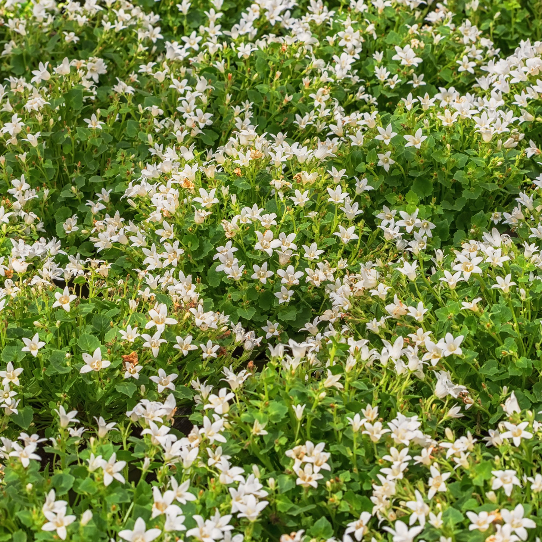 Campanula portenschlagiana - Campanule portens blanc - Campanule