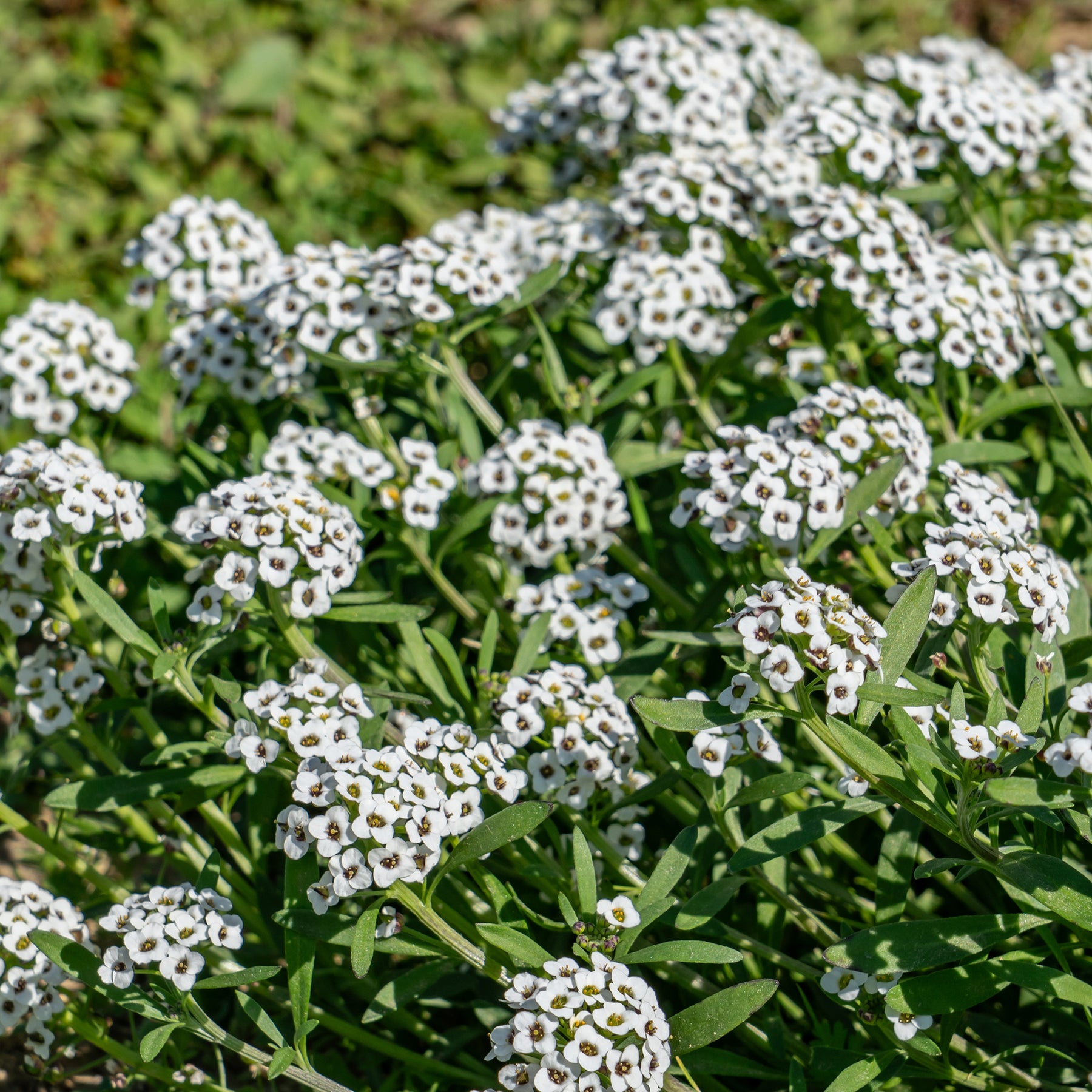 Fleurs vivaces - Alysse odorant - Lobularia maritima