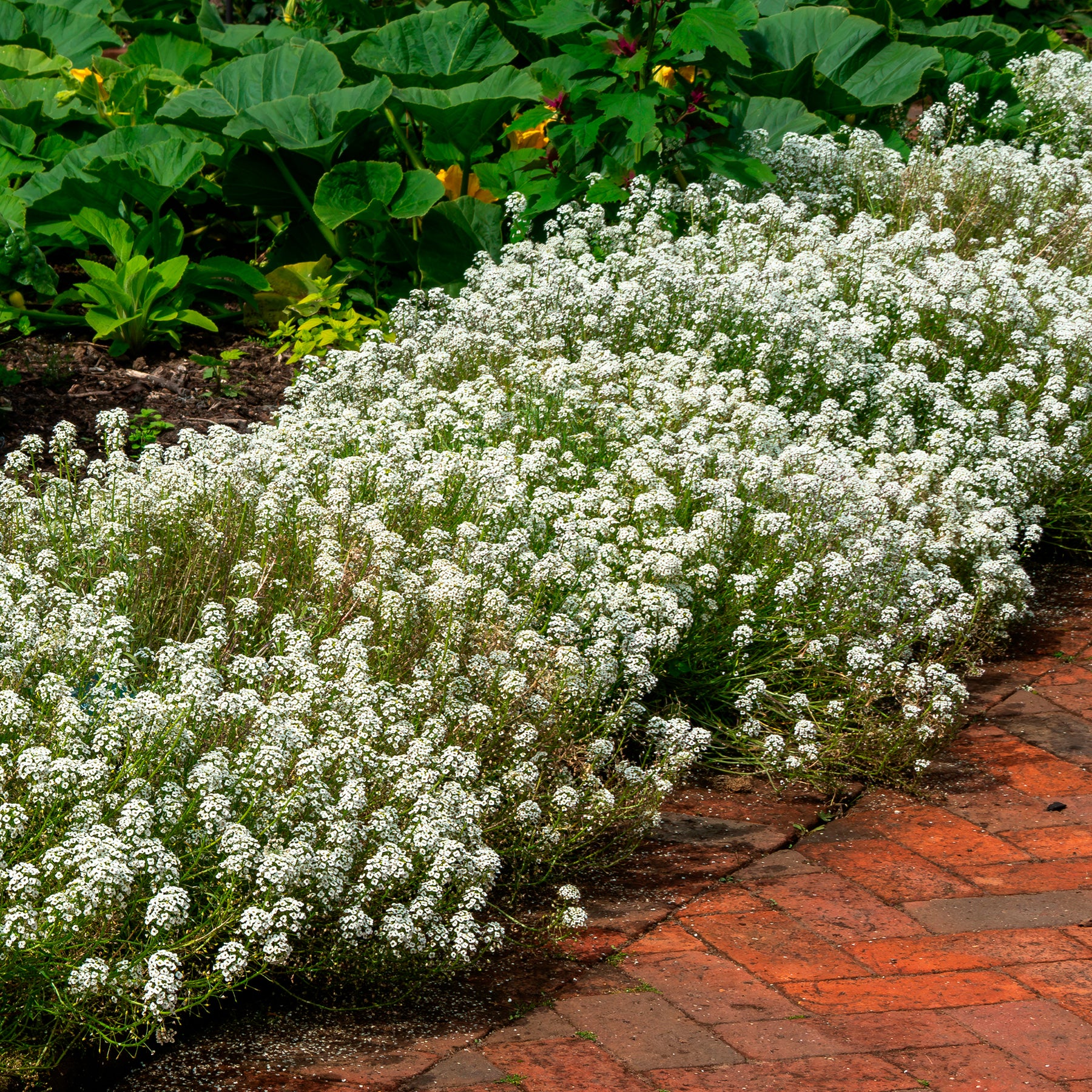 Lobularia maritima - Alysse odorant - Fleurs vivaces