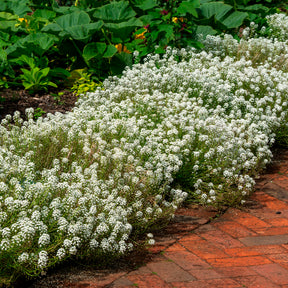 Lobularia maritima - Alysse odorant - Fleurs vivaces