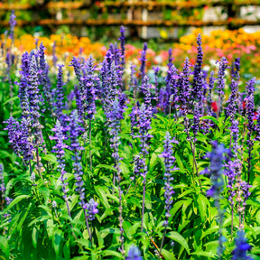 Salvia farinacea - Sauge farineuse - Sauges