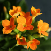 Kalanchoe orange - Willemse