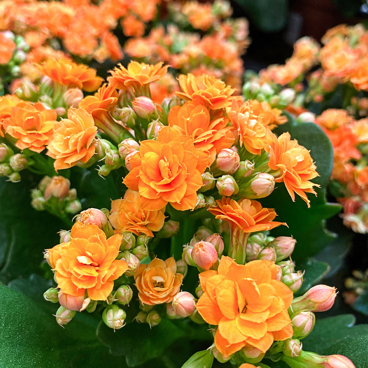 Kalanchoe orange - Kalanchoe blossfeldiana - Willemse