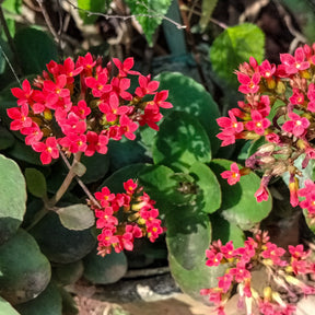 Kalanchoe rouge - Kalanchoe blossfeldiana - Willemse