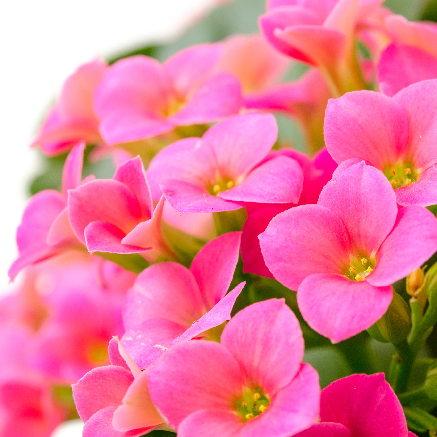 Kalanchoe blossfeldiana - Kalanchoe rose - Plantes fleuries
