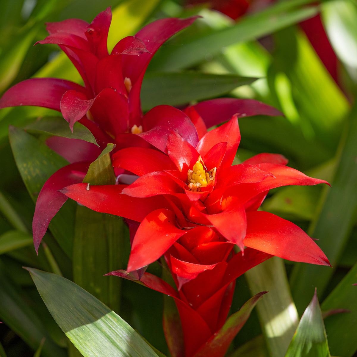 Bromelia rouge - Willemse