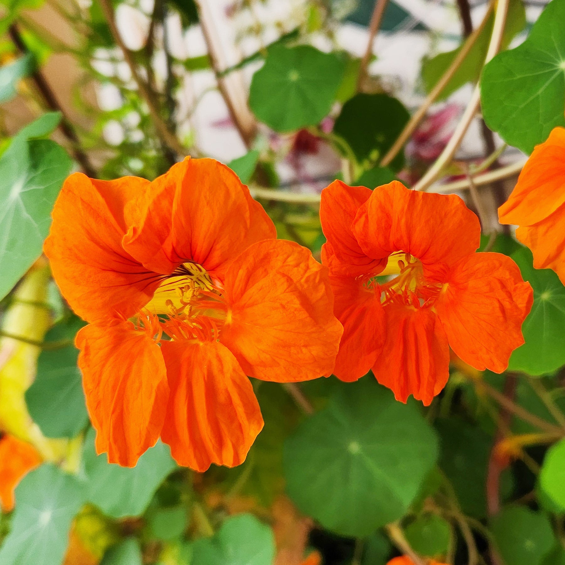 Tropaeolum majus - Capucine orange - Balcon et terrasse