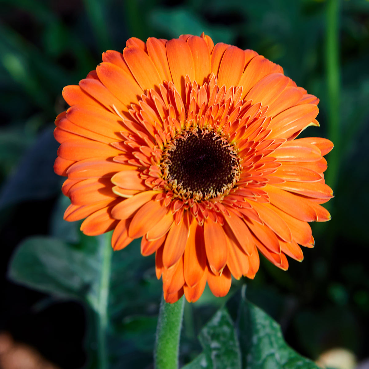 Gerbera orange - Willemse