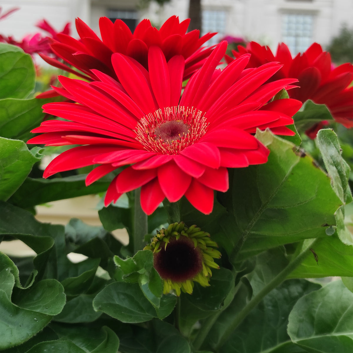 Gerbera rouge - Gerbera jamesonii - Willemse