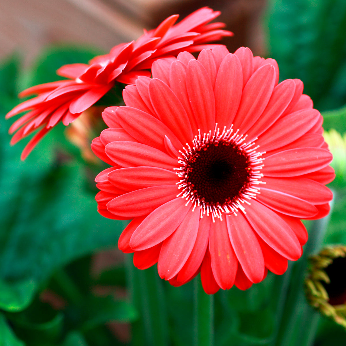 Gerbera rouge - Willemse