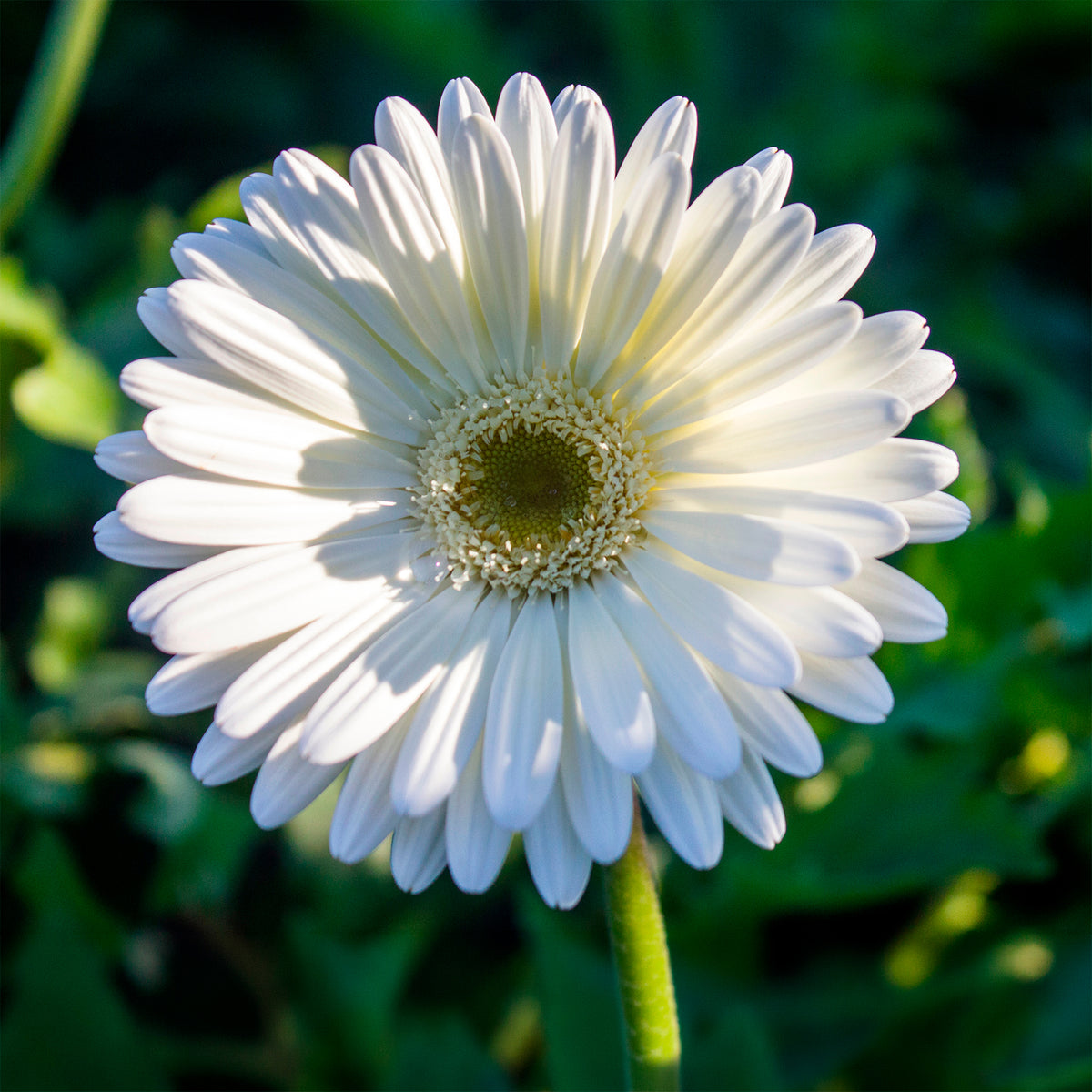 Gerbera blanche - Willemse