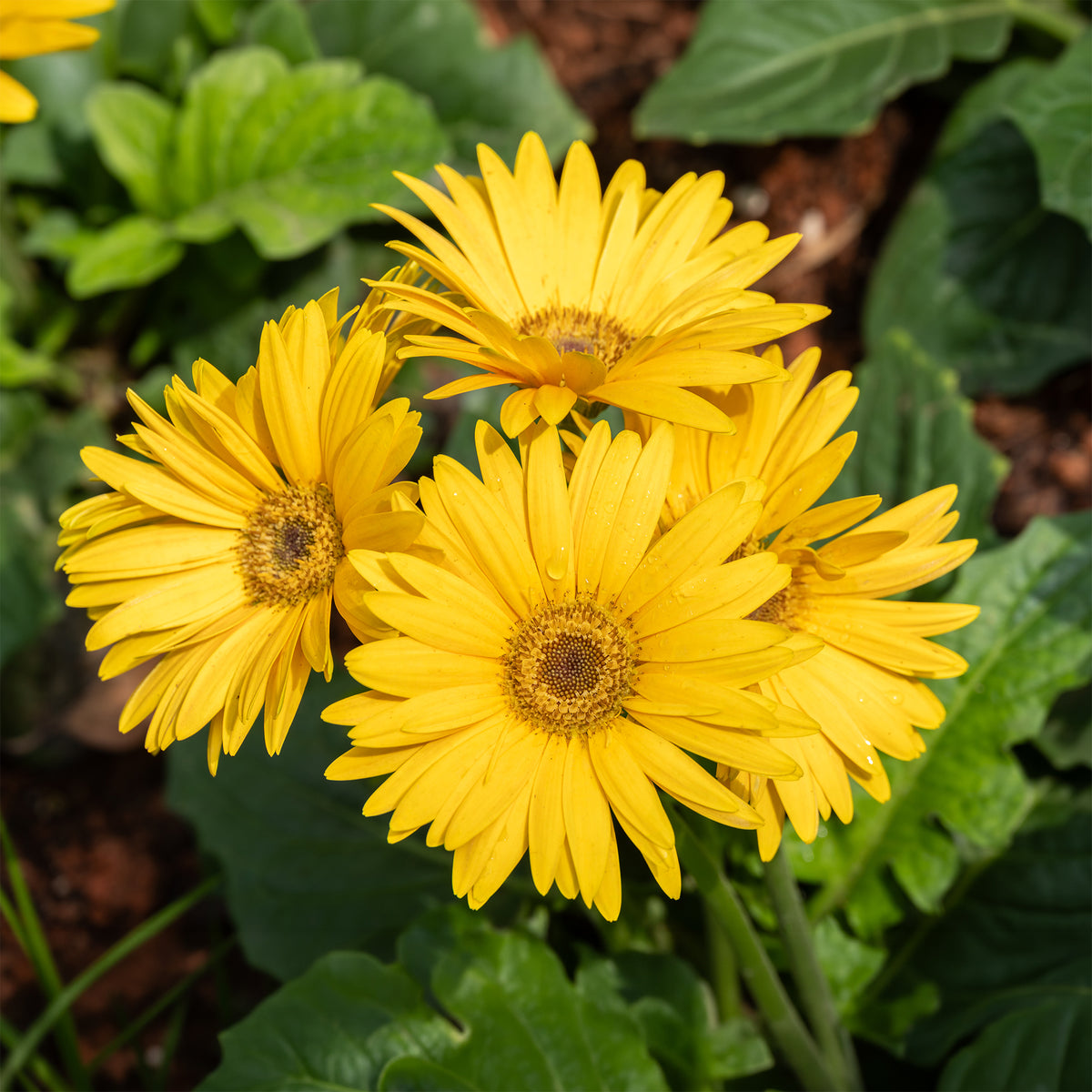 Gerbera jaune - Gerbera jamesonii - Willemse