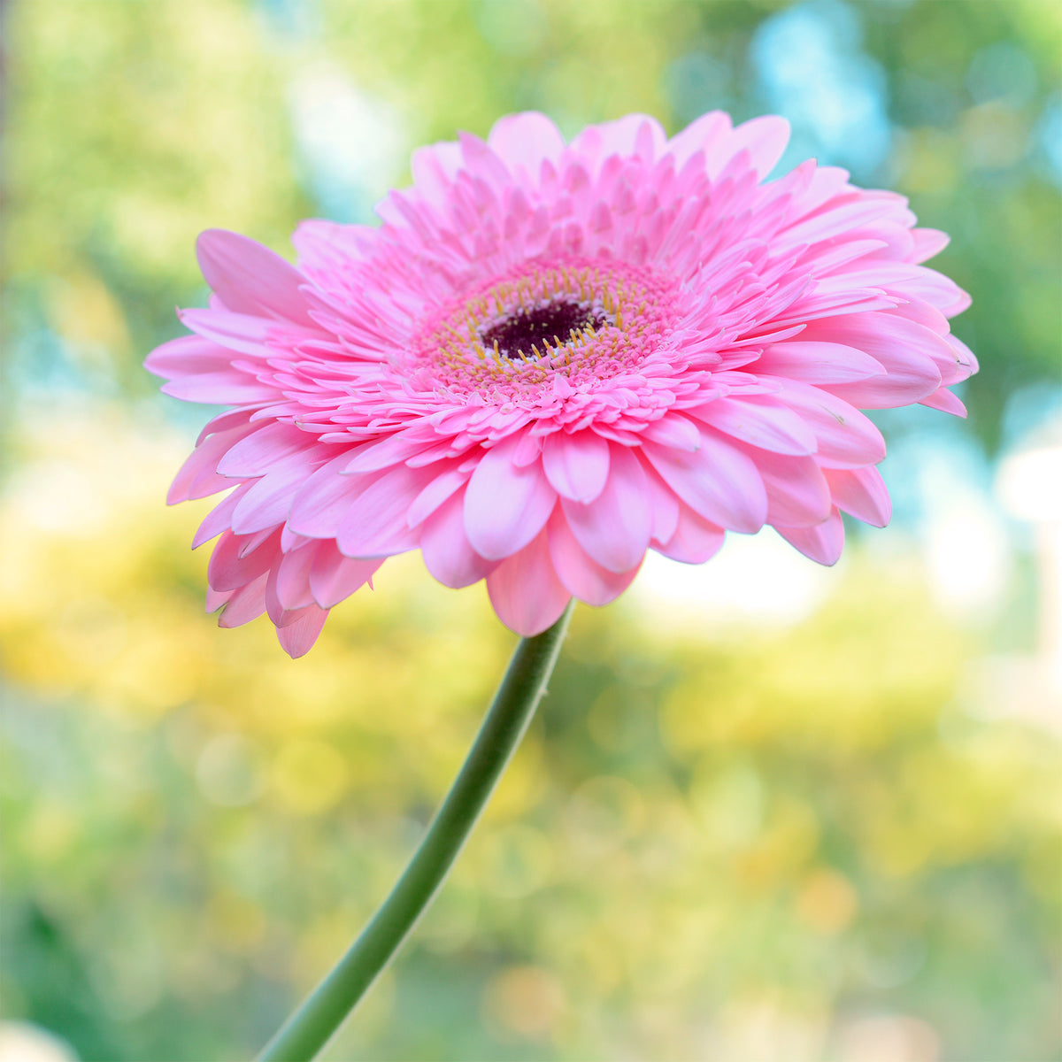 Gerbera rose - Willemse
