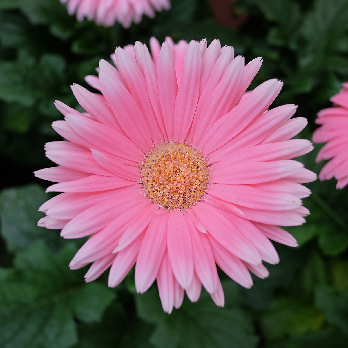 Gerbera rose - Gerbera jamesonii - Willemse