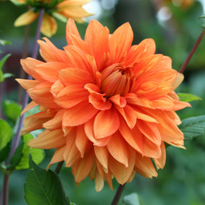 Dahlia orange - Willemse