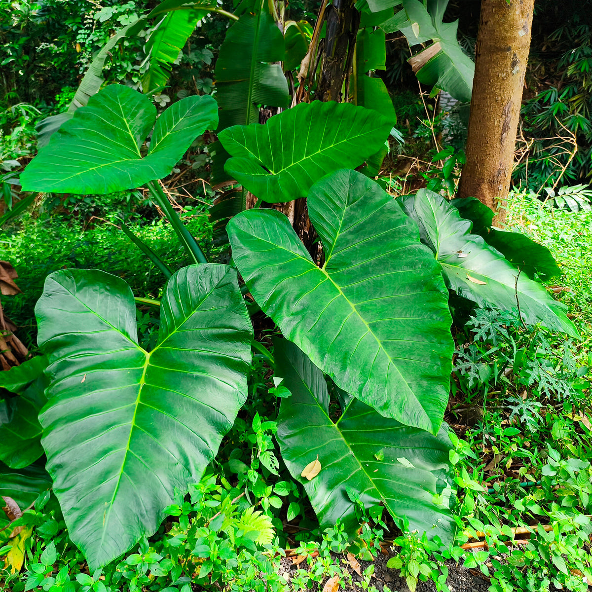 Alocasia Macrorrhiza - Alocasia Macrorrhiza - Willemse
