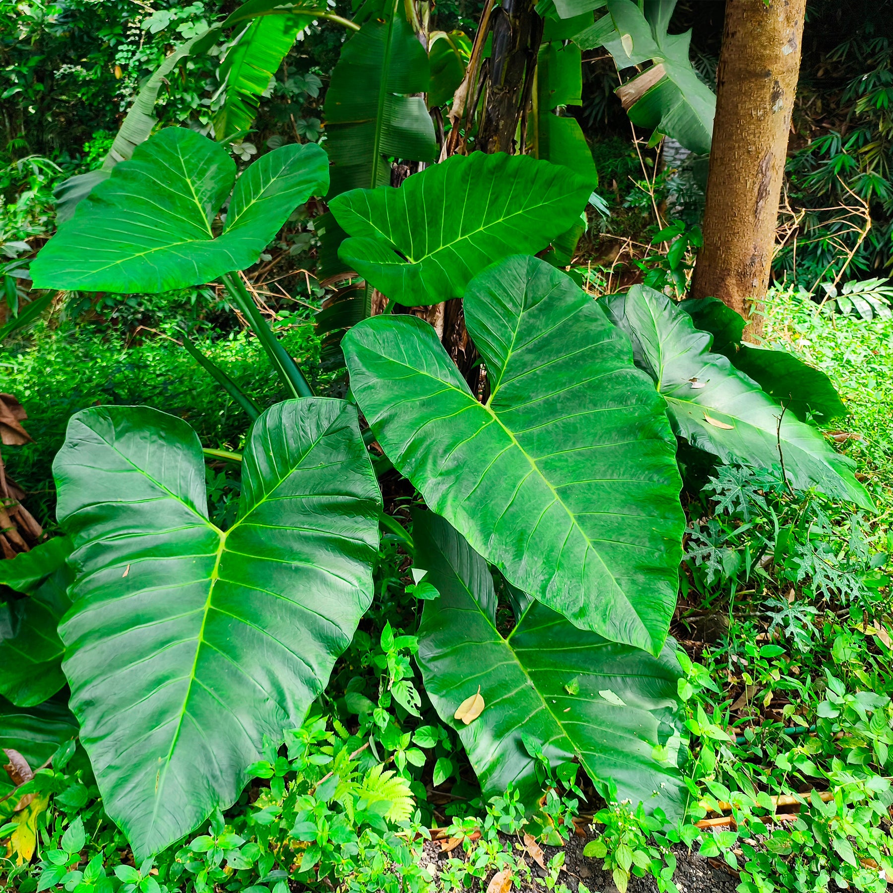 Alocasia Macrorrhiza - Alocasia Macrorrhiza - Willemse