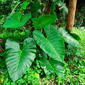 Alocasia Macrorrhiza - Alocasia Macrorrhiza - Willemse