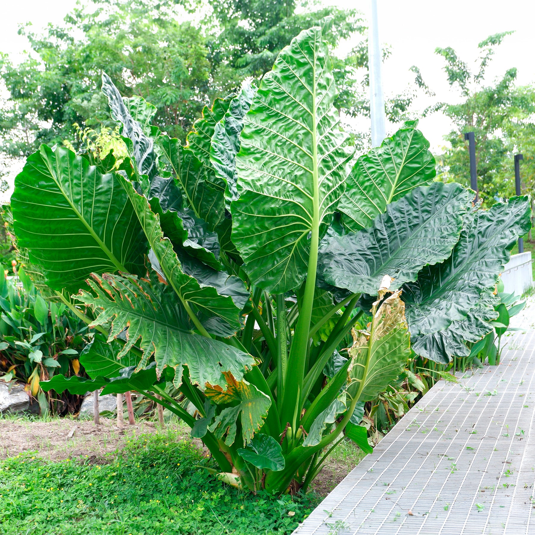 Alocasia Macrorrhiza - Willemse