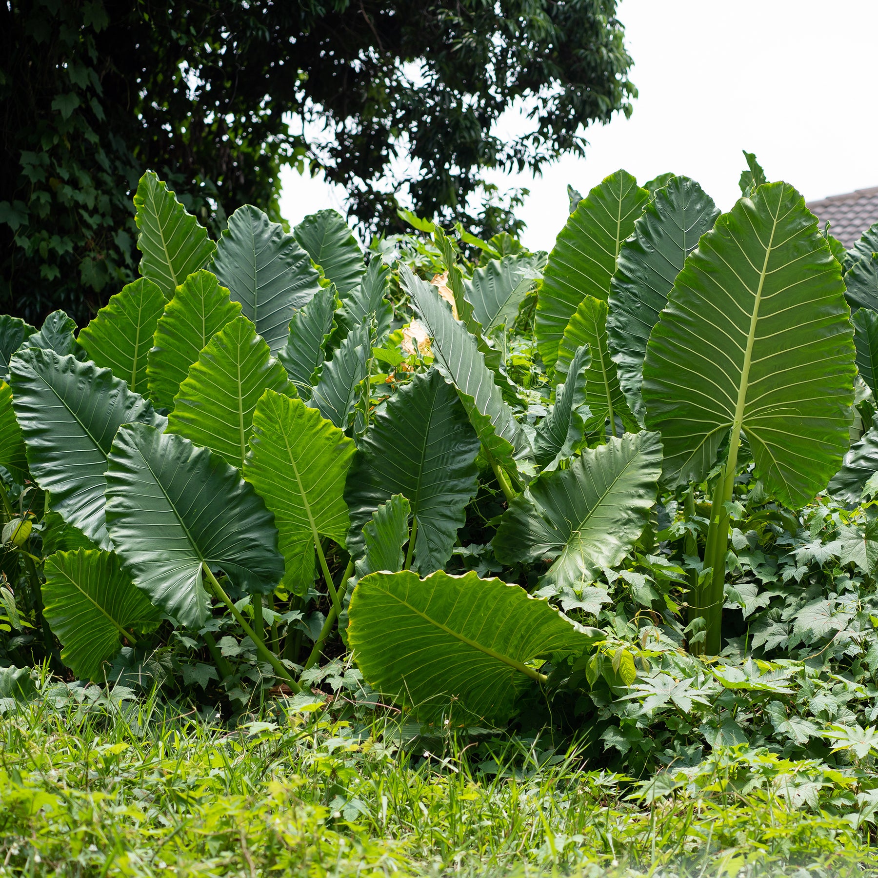 Alocasia Macrorrhiza - Alocasia Macrorrhiza - Alocasia