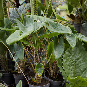 Alocasia - Alocasia zebrina - Alocasia zebrina