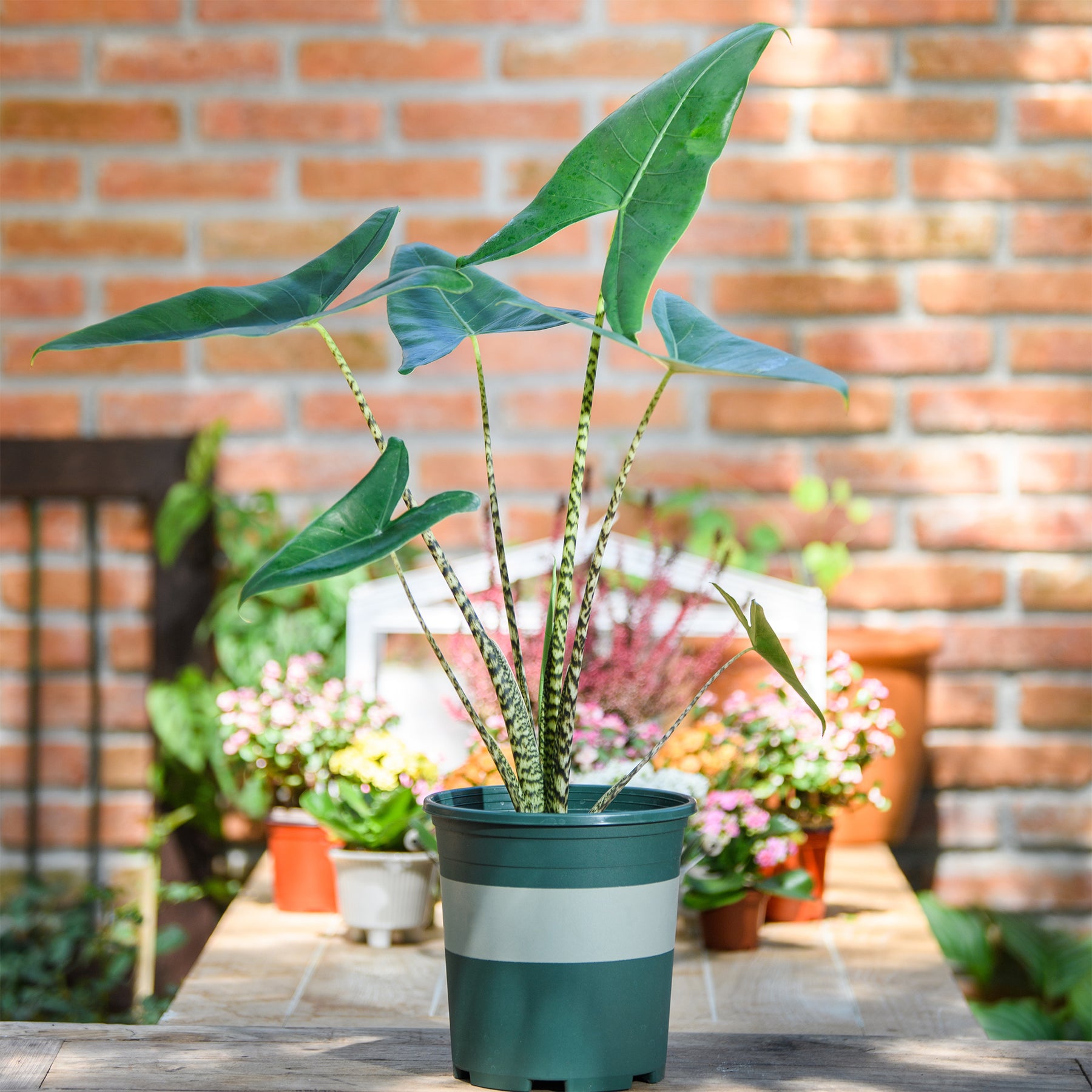 Alocasia zebrina - Alocasia zebrina - Willemse