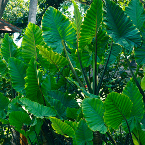 Anthurium Crystallinum - Willemse