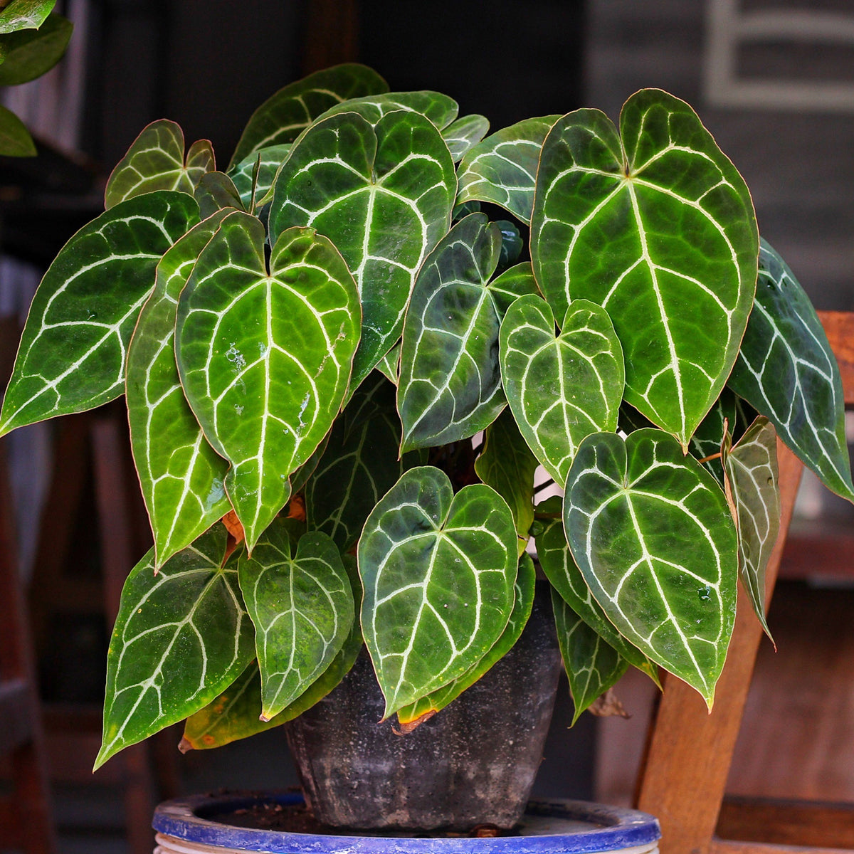 Anthurium Crystallinum