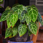 Anthurium Crystallinum