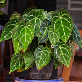Anthurium Crystallinum