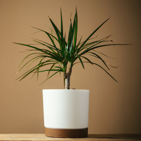 Dracaena marginata (mini format) - Willemse